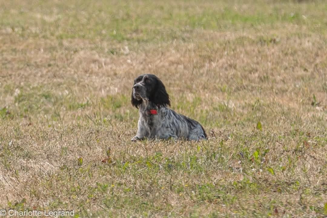 Publication : De La Danseuse Des Bois Du Comte 