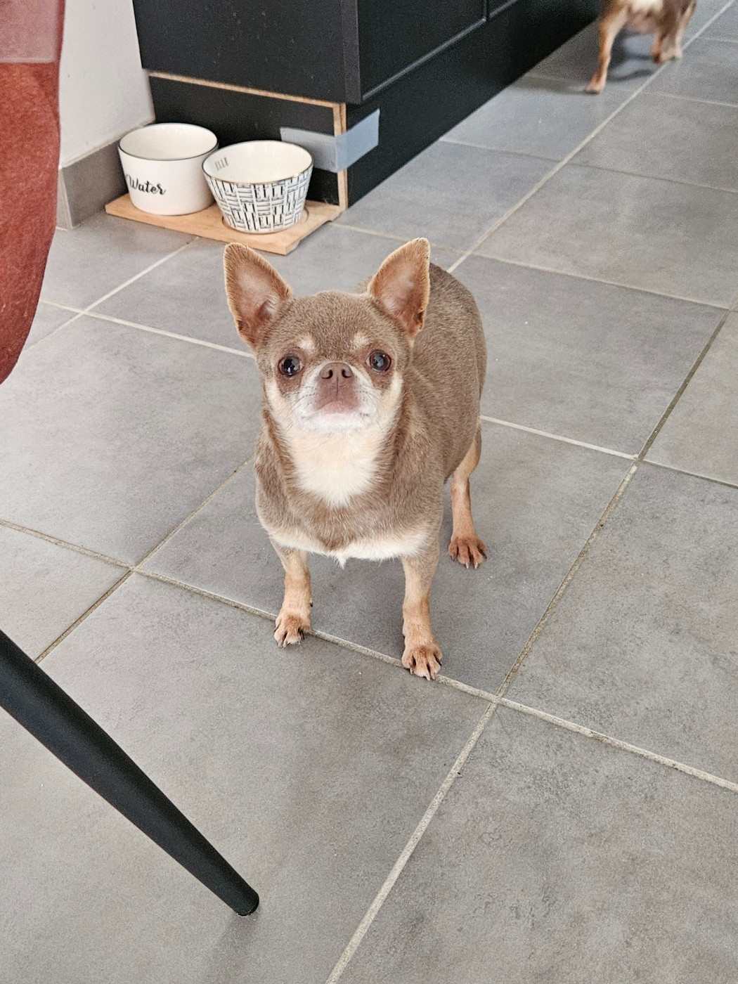 Publication : De La Contrée Des Elfes Auteur : De la contrée des elfes