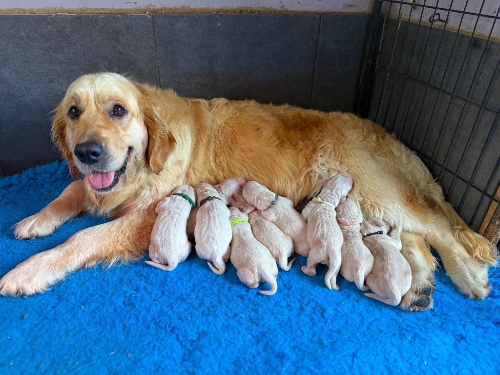 Publication : du Château de l'Amour