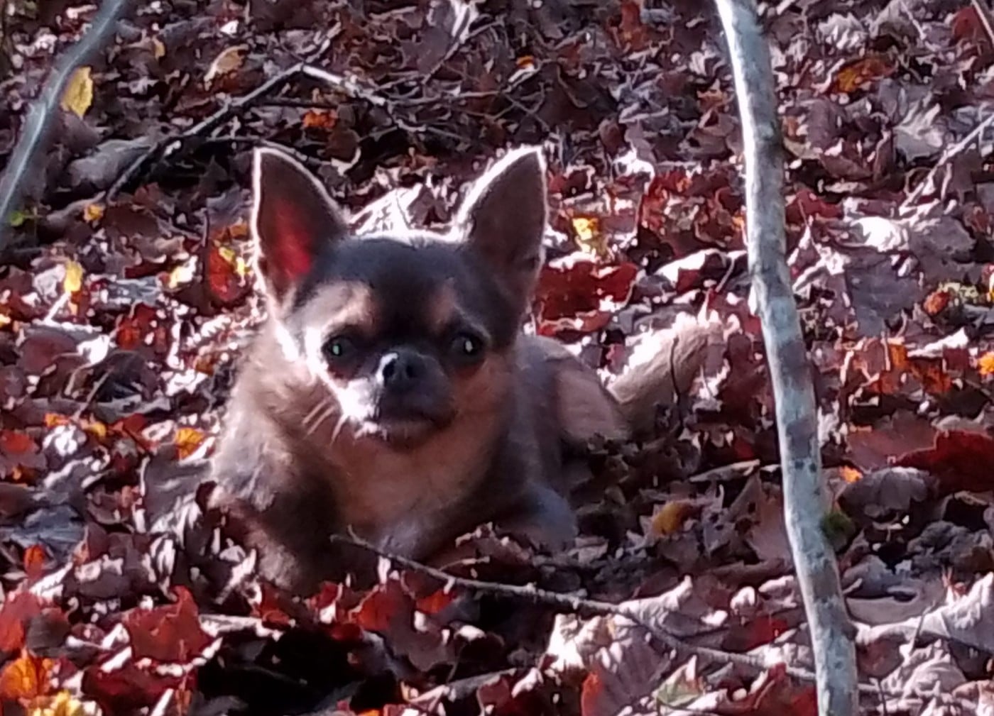 Publication : (Sans Affixe) 