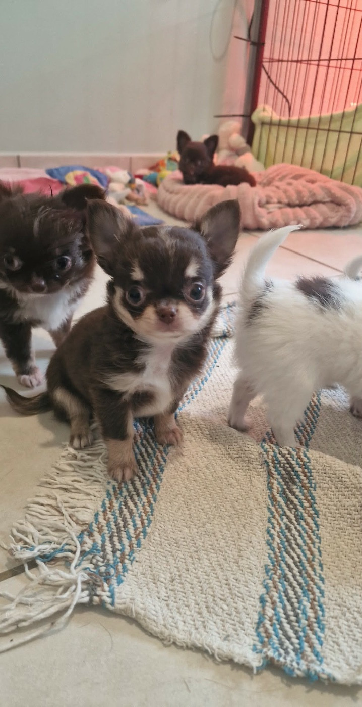 Publication : Les Anges De Sidonie 