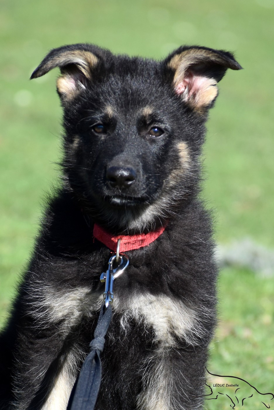 Publication : Du Domaine Danathalis Auteur : isabelle LEDUC