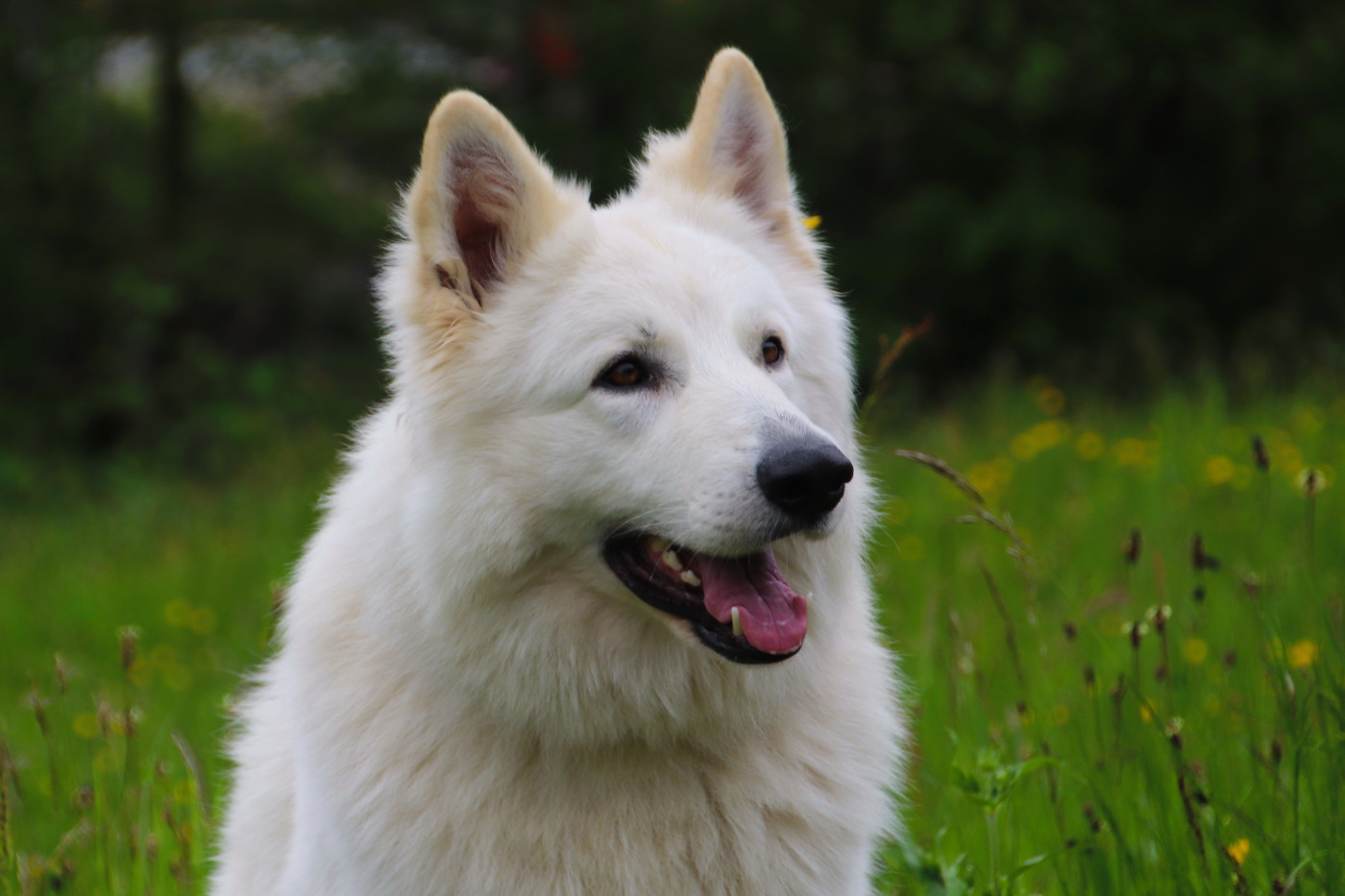 Publication : Du Coeur De La Meute 