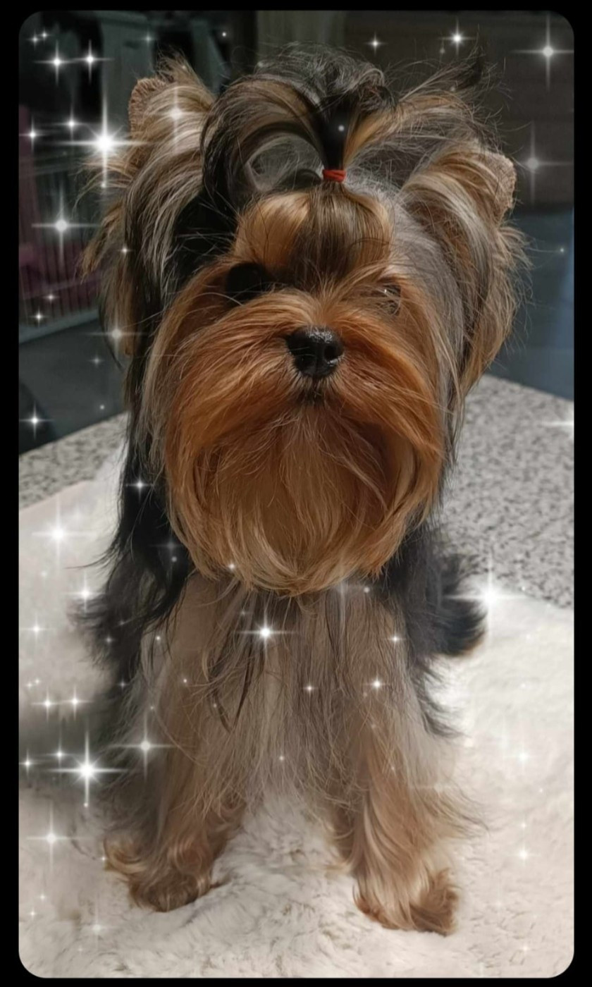 Publication : Des Petits Landais Auteur : Isabelle Acciardi