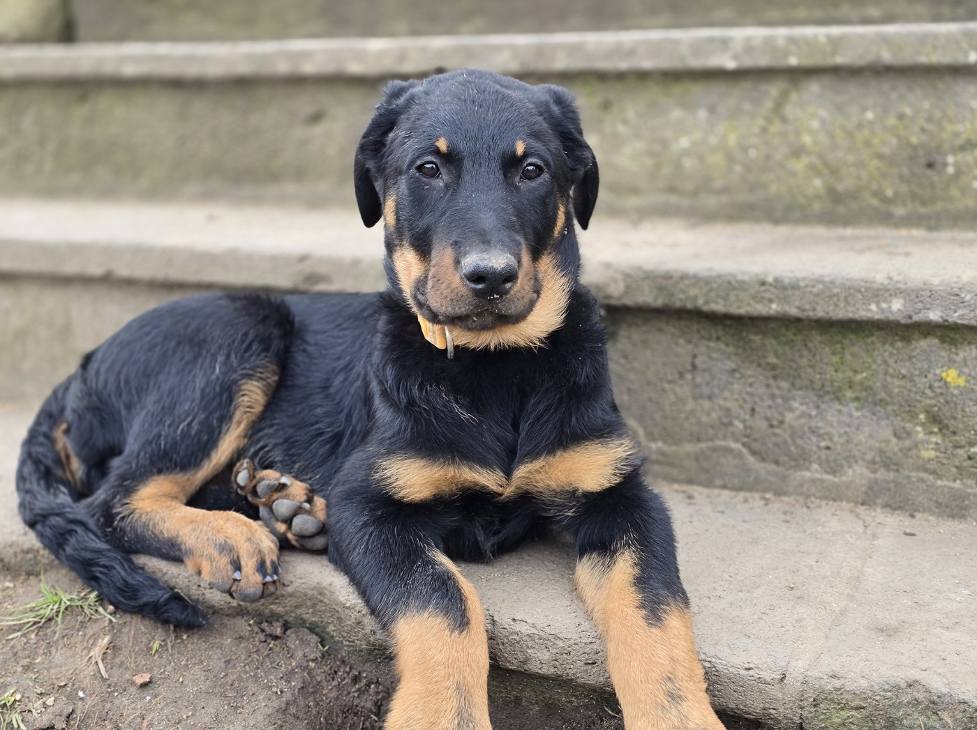 Publication : Des Veilleurs D'Orion 