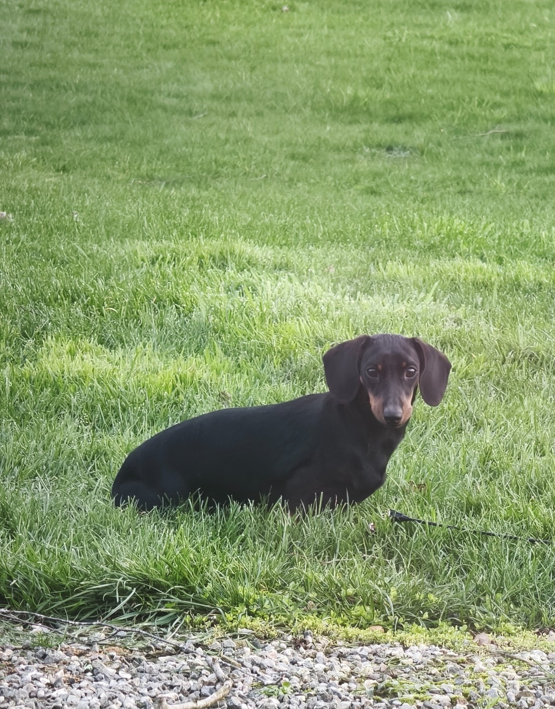 Publication : d'an Teod Glaz Auteur : naine