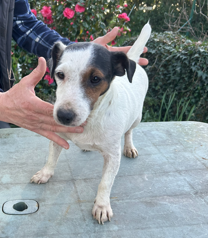 Publication : De La Petite Garliere 