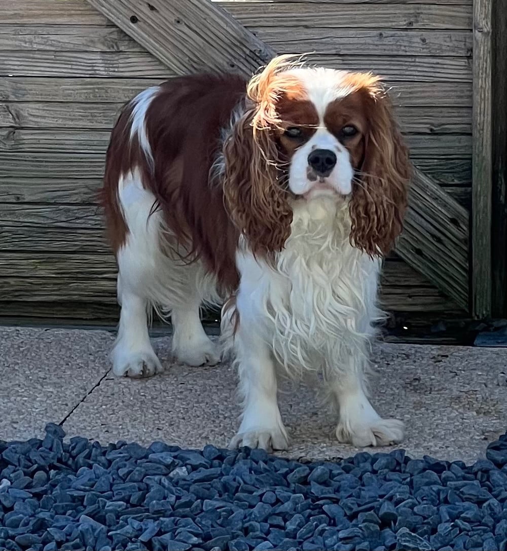 Publication : Des p'tits Bizoulous 