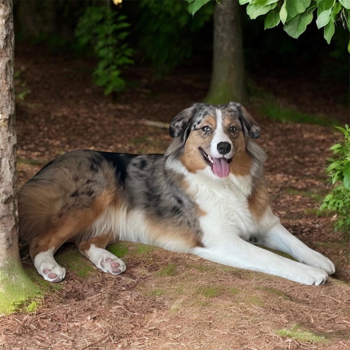 Publication : De L’Antre Du Clair De Lune 