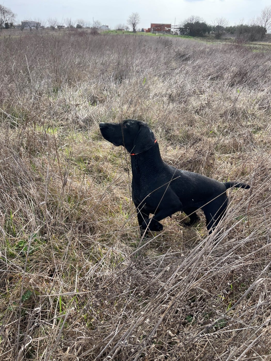 Publication : du Clos de Reve d'Or 