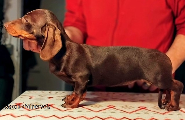 Publication : du castel minervois 