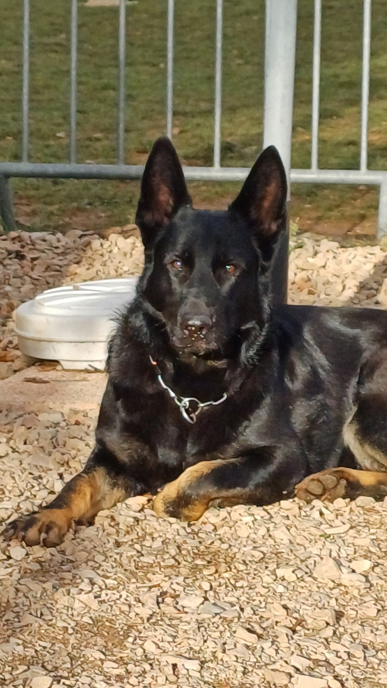 Publication : De La Horde De Fenrir Auteur : Bruno Coti