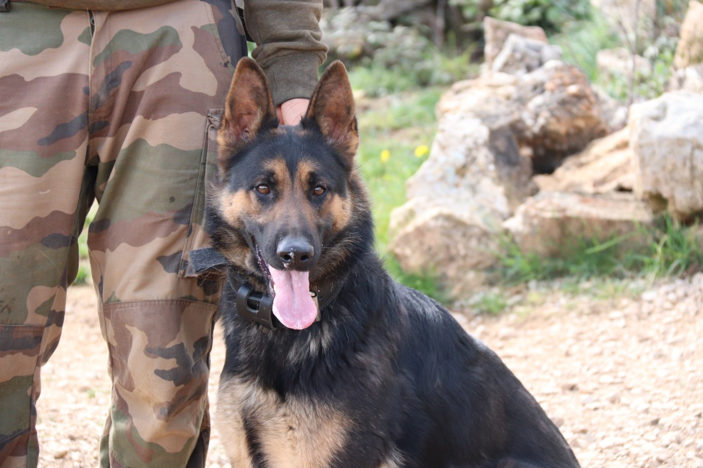 Publication : De La Horde De Fenrir Auteur : Bruno Coti