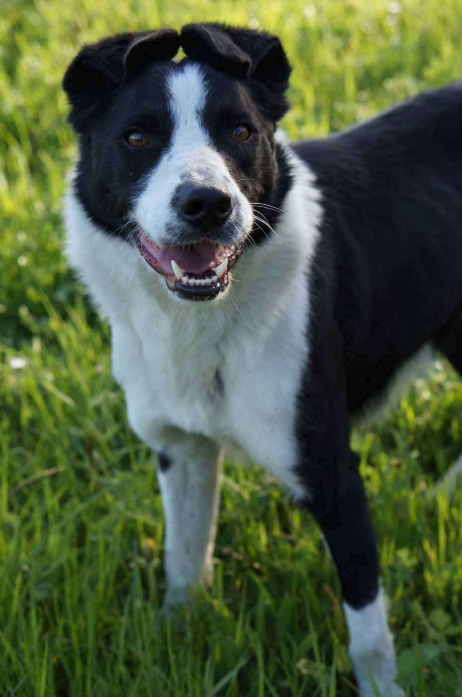 Publication : Du Rouvet 