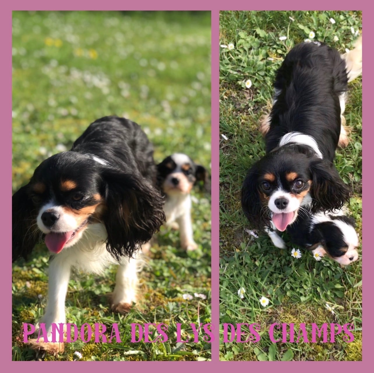 Publication : Des Lys Des Champs 