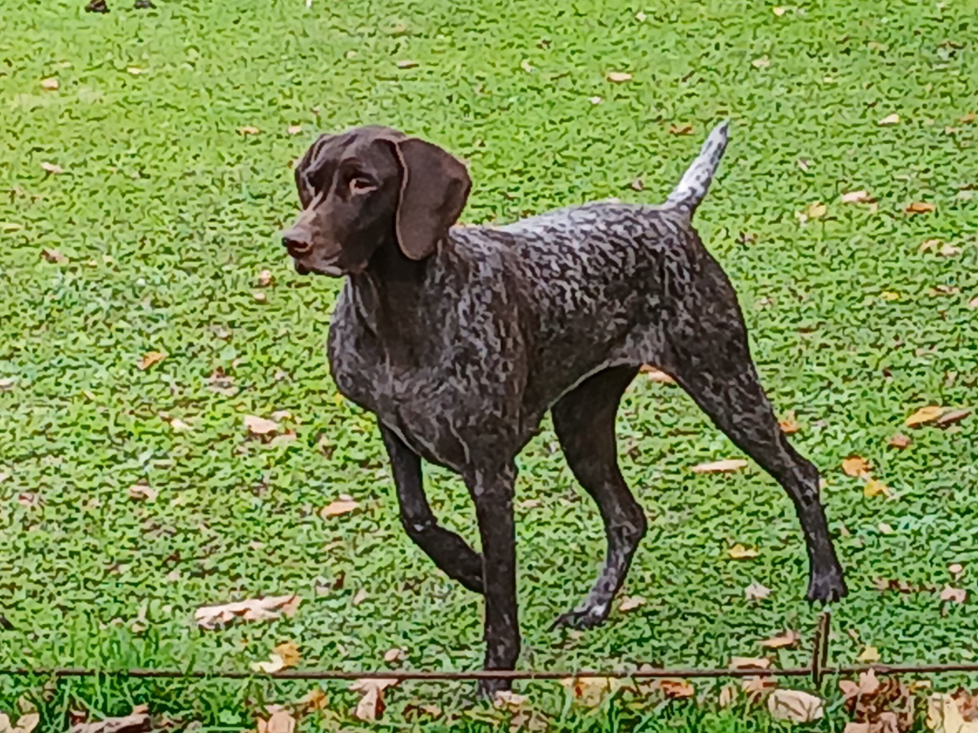 Publication : Du Chene Des Becassiers 