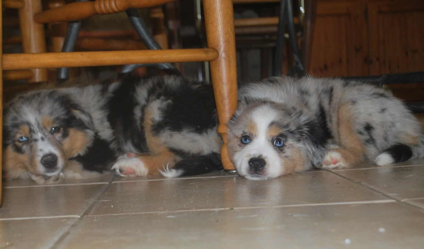 Publication : (Sans Affixe) 