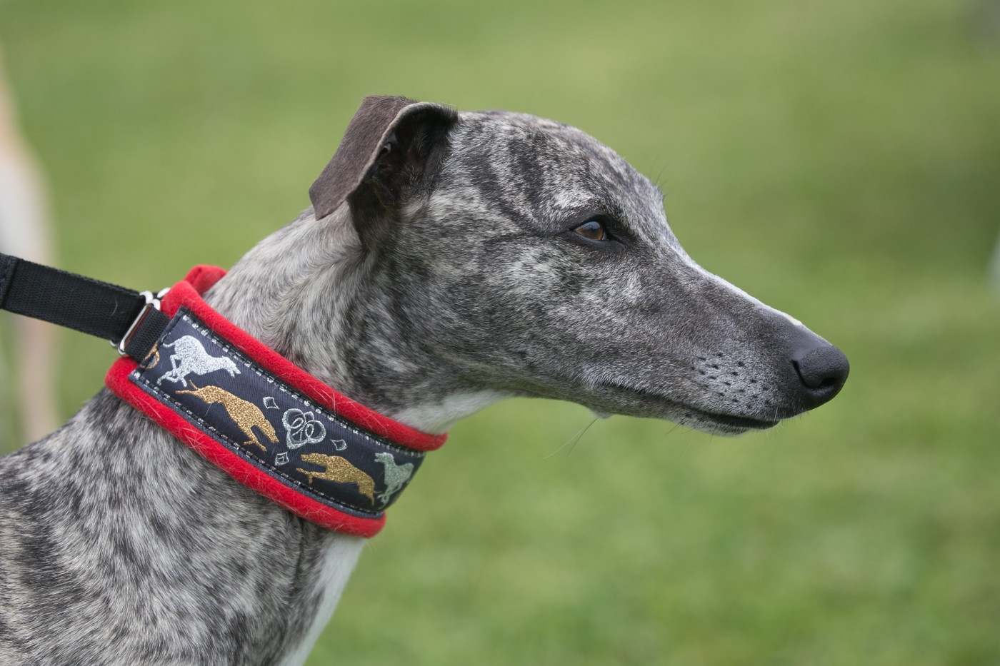 CH. Seccotine du Puits d'Eloquengo