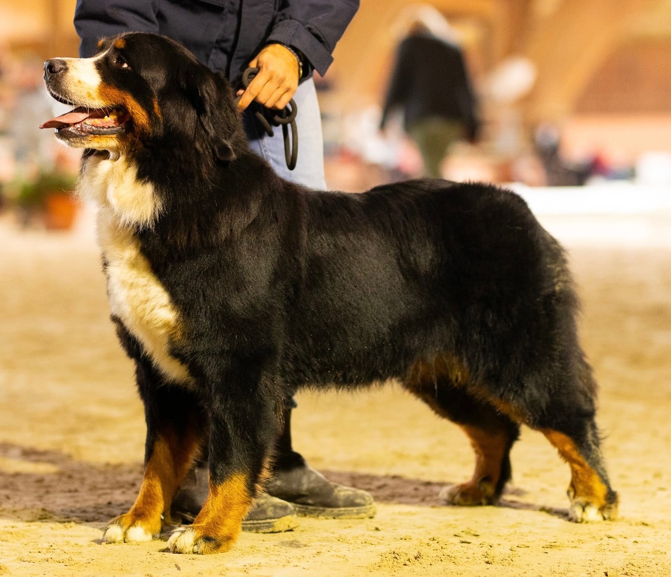 Publication : Du Reve No Fast But Furious 