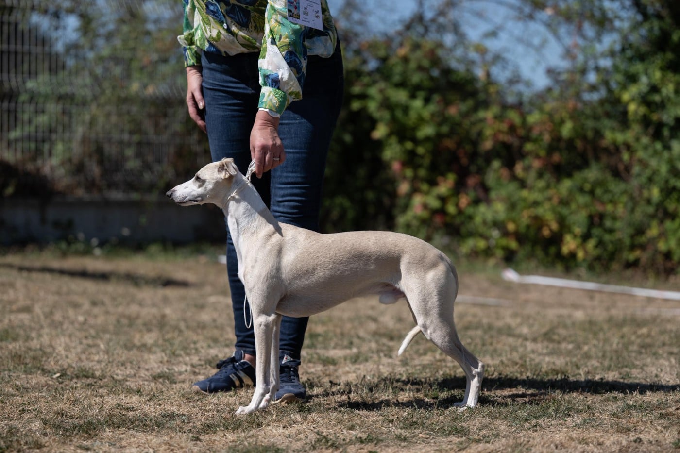 CH. Ungo Des Terres De Gwalarn