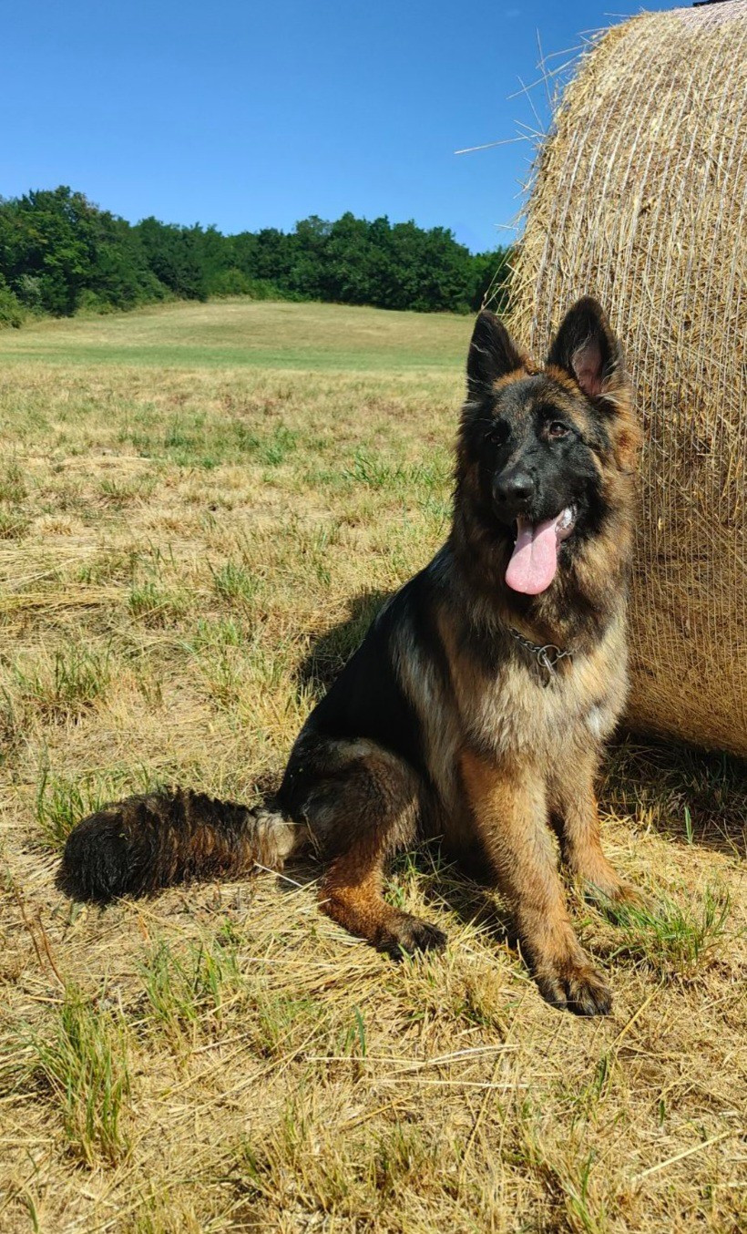 Publication : Des Bergers Des Balmes Auteur : Emilie