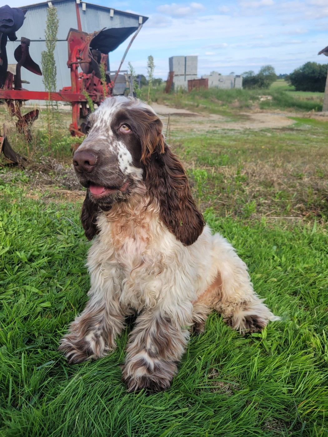 Publication : Des Plumes D'Orphée 