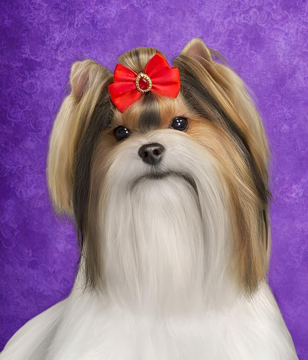 Publication : du Domaine San Sébastian 