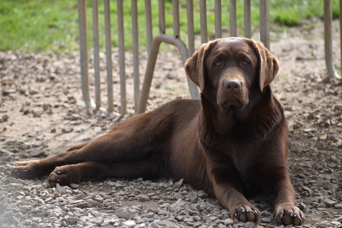 Publication : Du Moulin Sault 