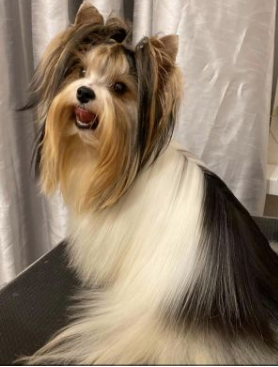 Veniamin LILIYA GOLD