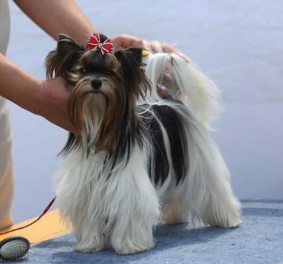 CH. show kurazh Holly Berry