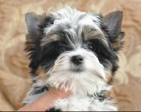 CH. Baddi Biewer LILIYA GOLD