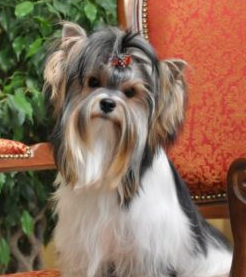 CH. Betty Beau Snowprincess Of Victoriamoutain