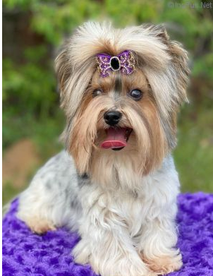 oshatosha Bella Vita