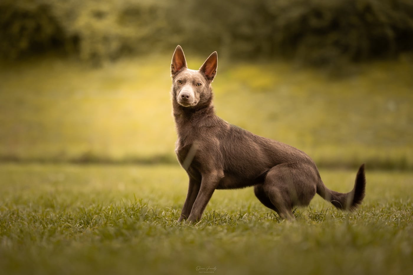 Publication : De La Plaine De Kalina 