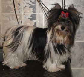 King Noteworthy Vom Sternenschloss