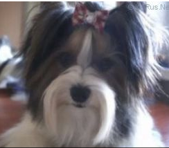 Jasmine Flower LESLEY O'HARA