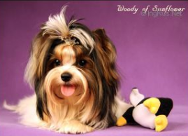 CH. Woody of sunflower