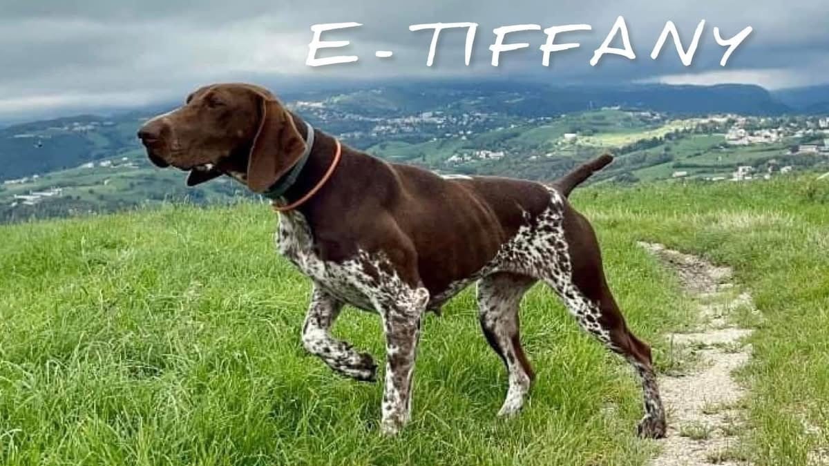 CH. E-TIFFANY (Sans Affixe)