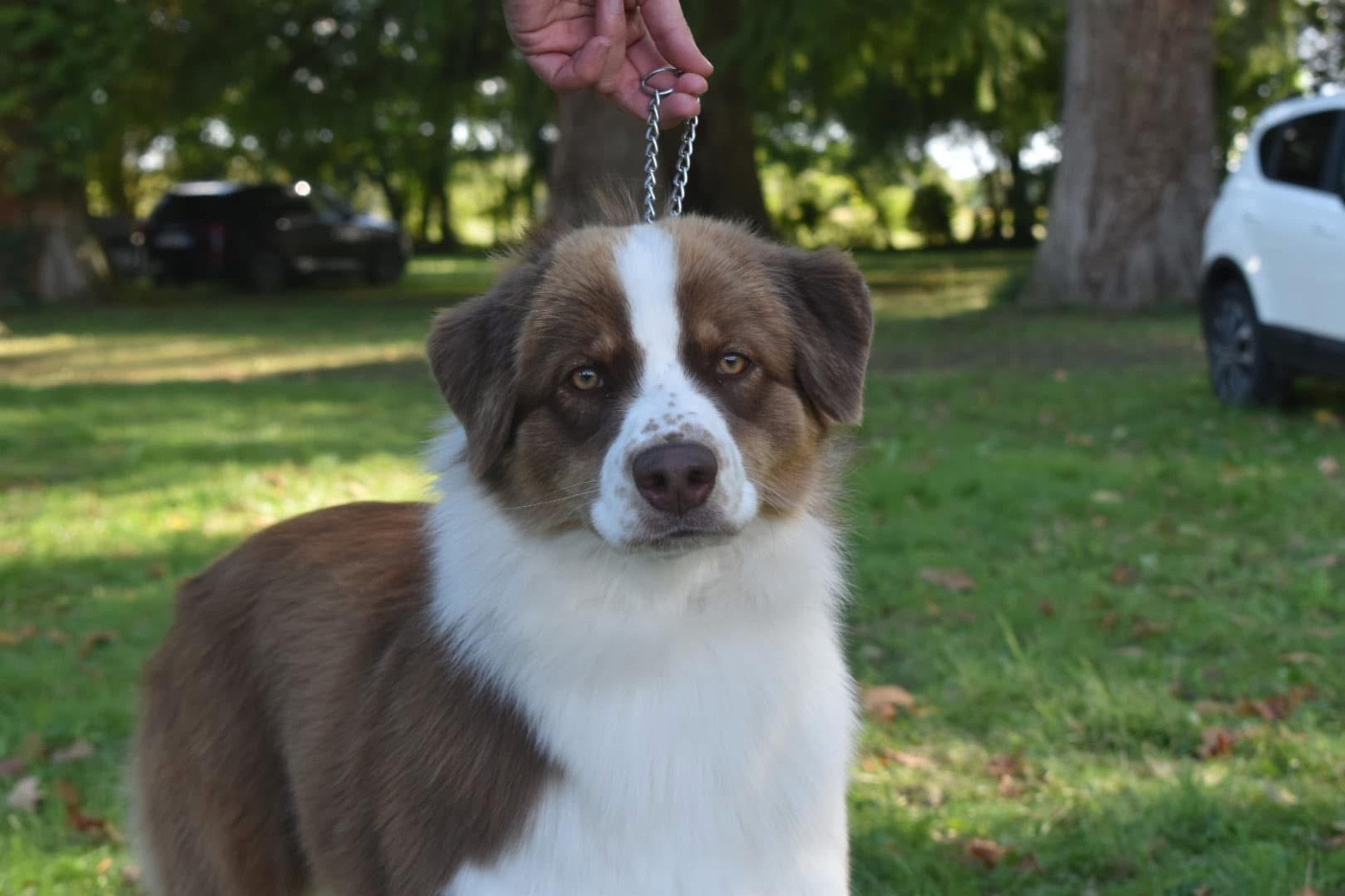 Urban Lys De La Vallée Féérique