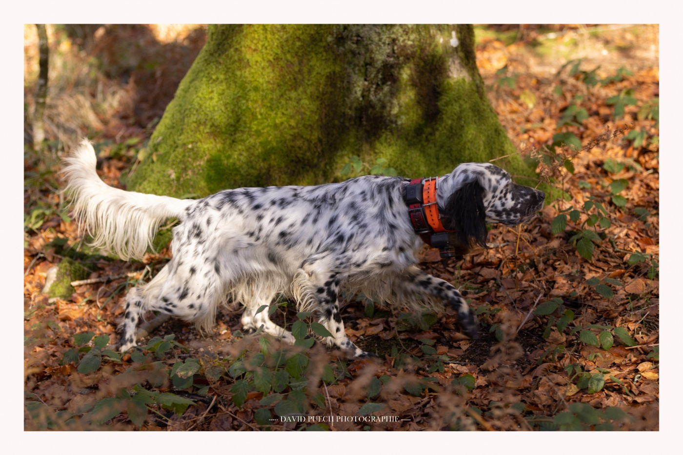 Publication : des condamines sous la tour 