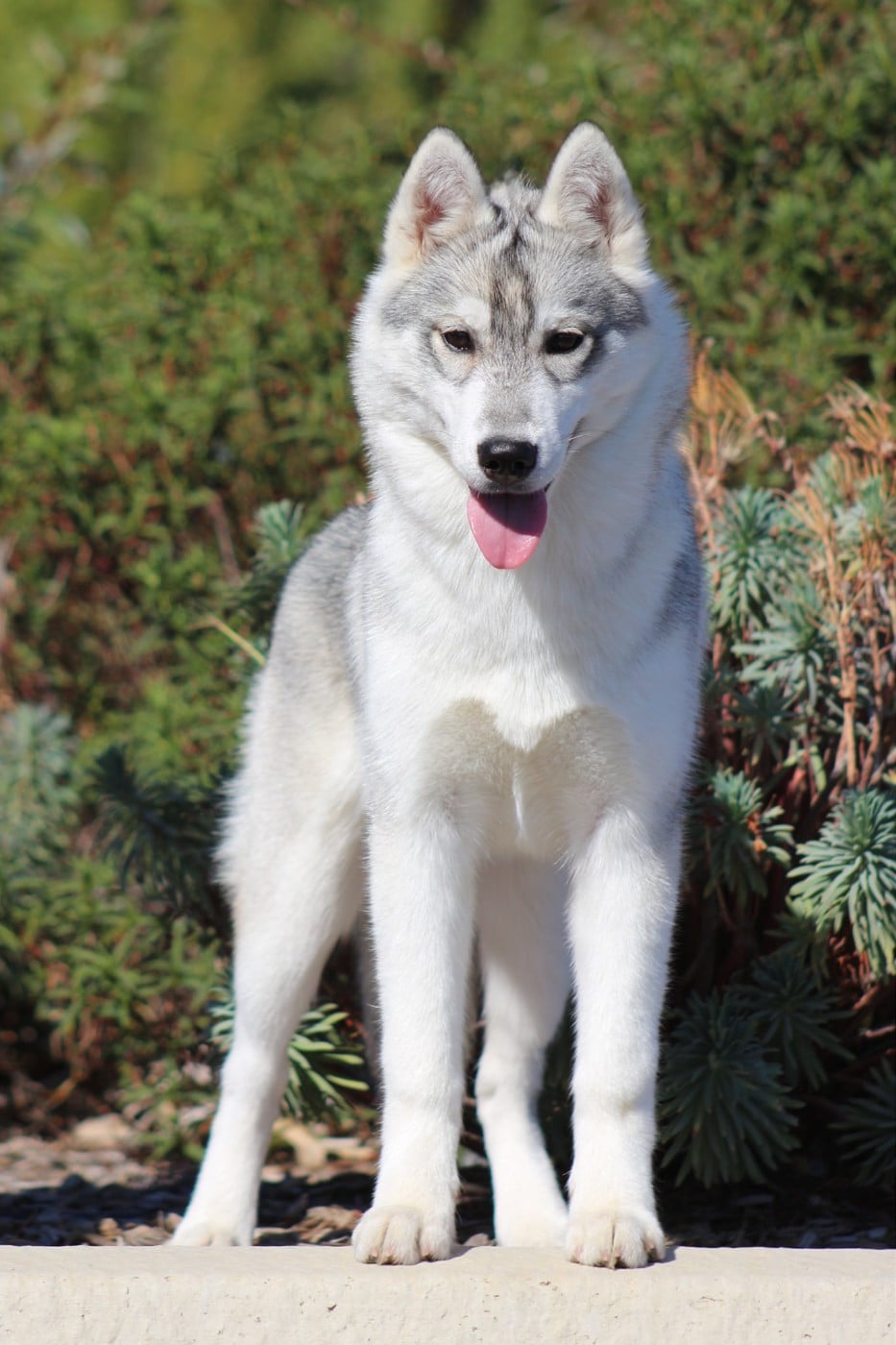 Publication : The Land Of Wolves 