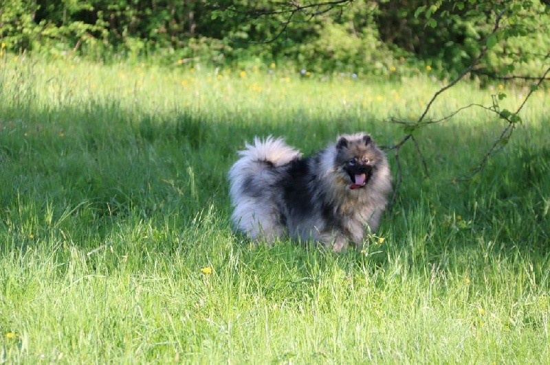 Publication : du domaine des cotelles 