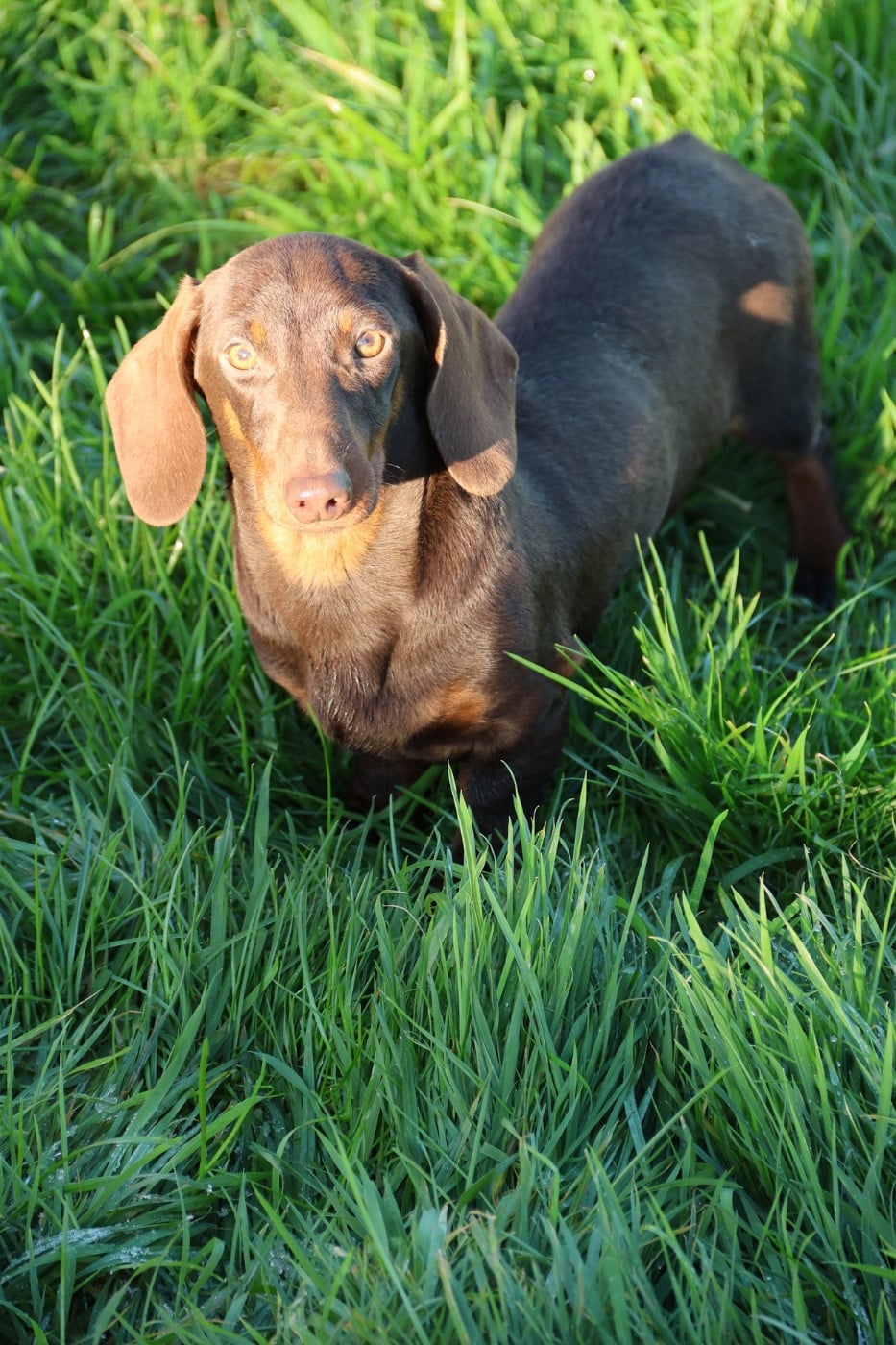 Publication : de la Garenne en Hurepoix Auteur : V. POMPAR