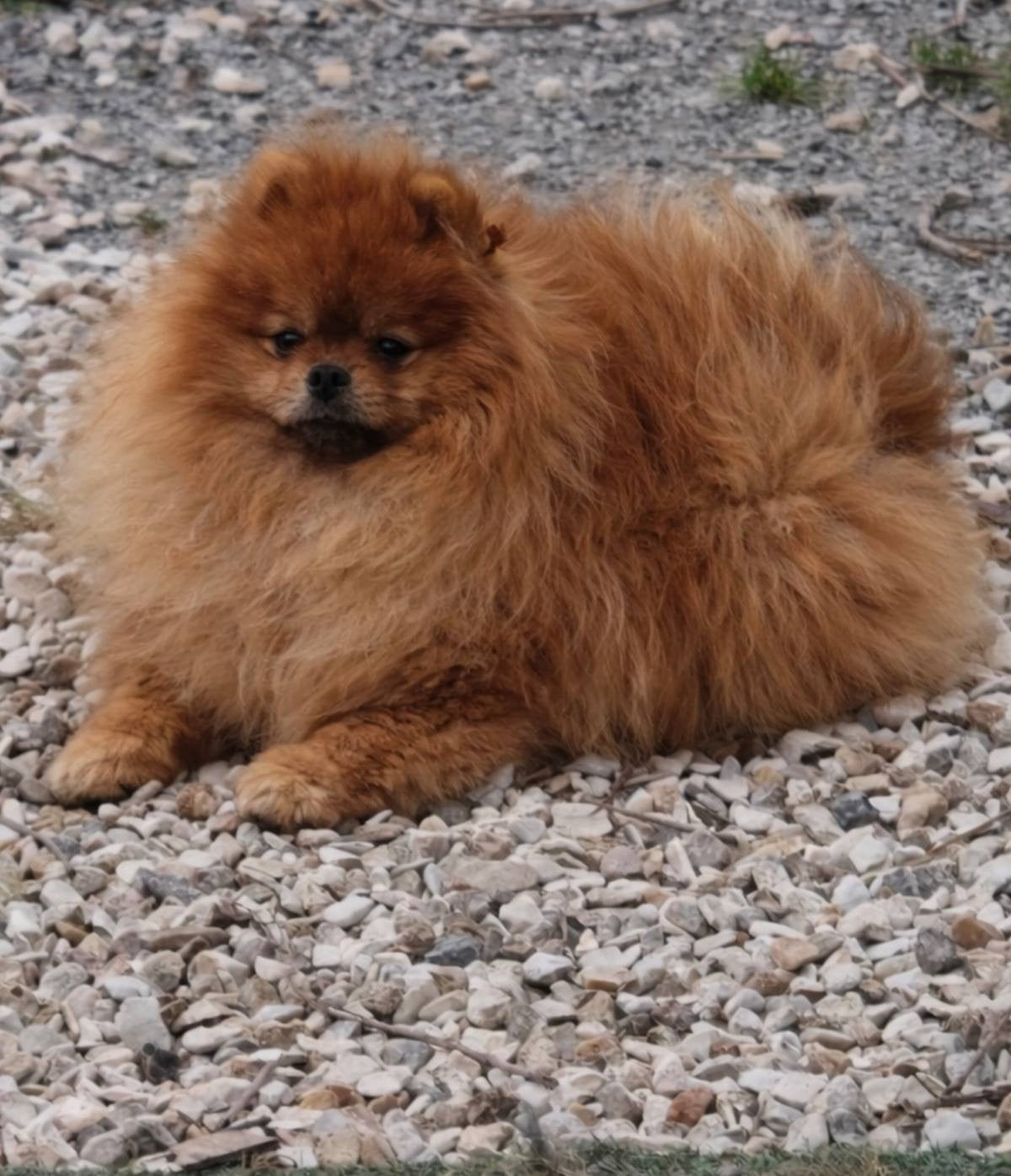 Publication : (Sans Affixe) 