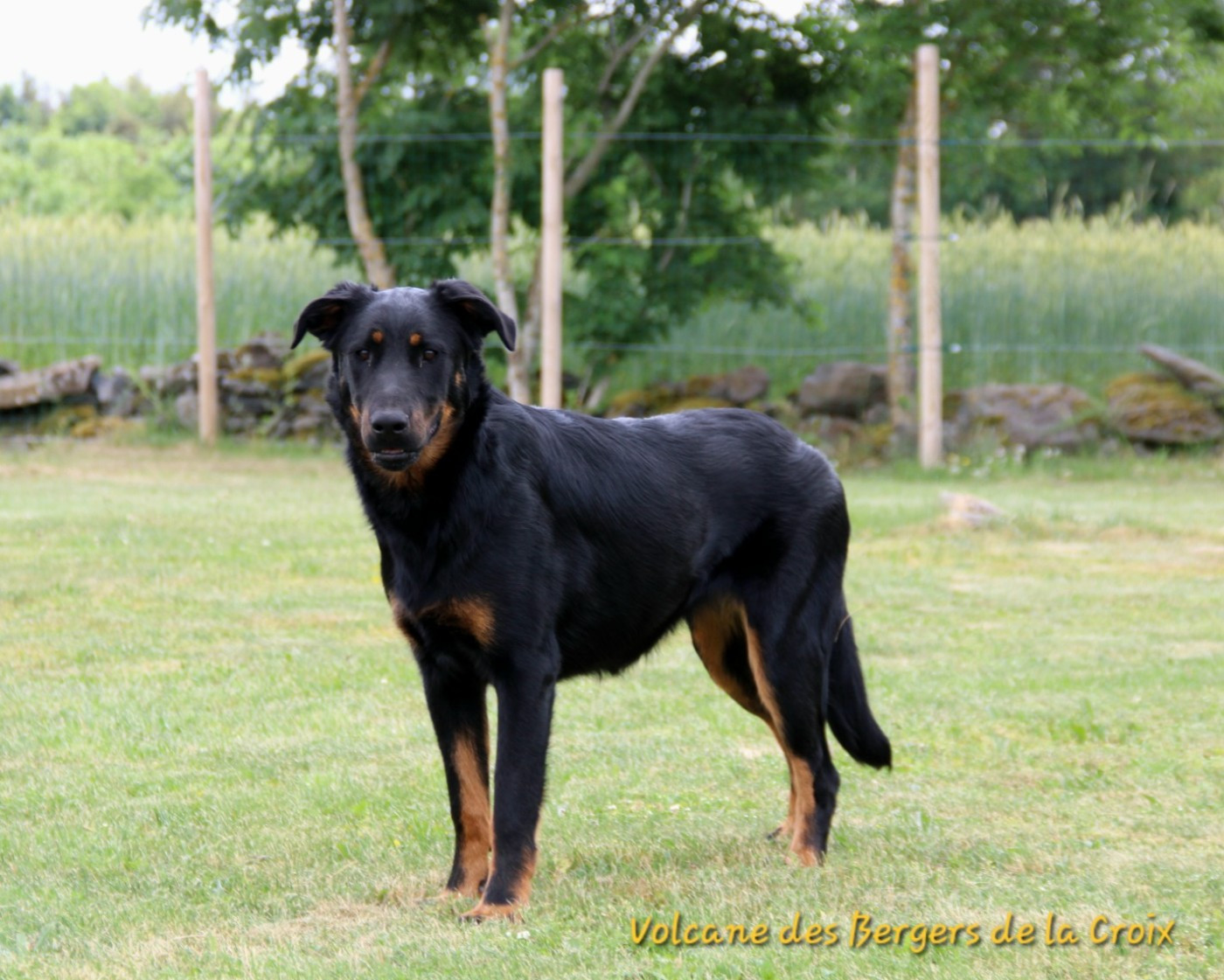 Publication : Des Bergers De La Croix Auteur : Des Bergers de la Croix