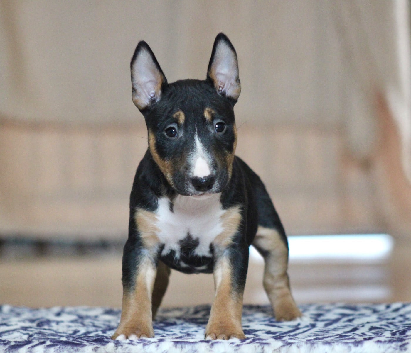 Publication : Du Domaine Des Démons Bretons 