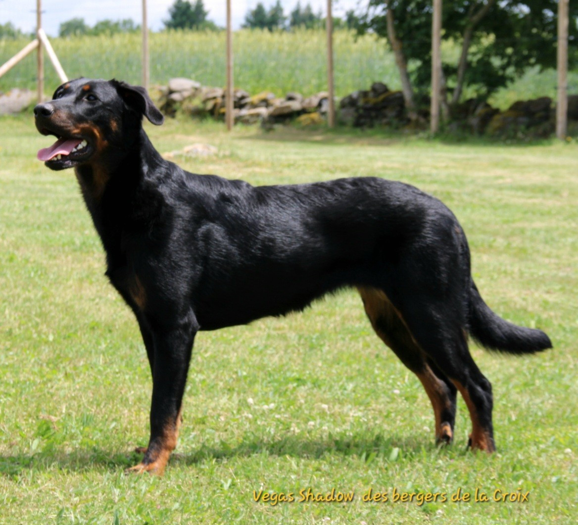 Publication : Des Bergers De La Croix Auteur : Vegas - 9 mois