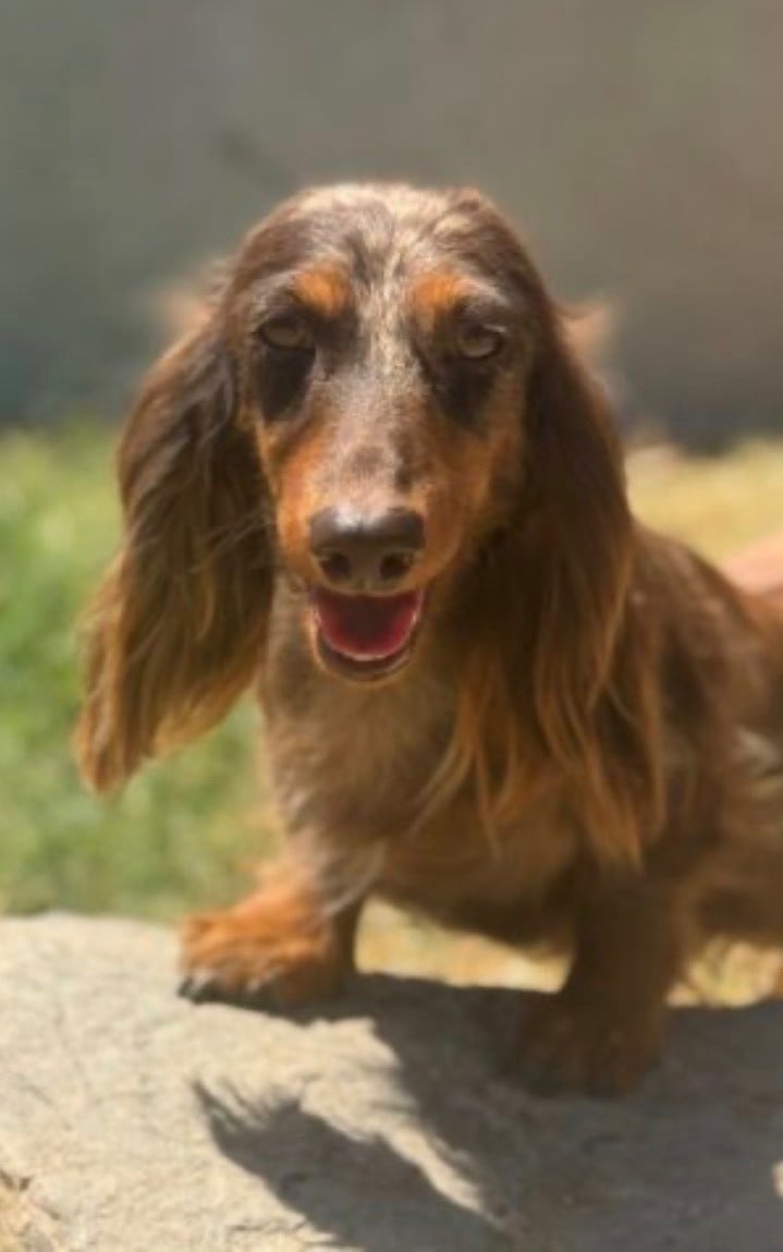 Publication : Du Mas De Hoodyliya 