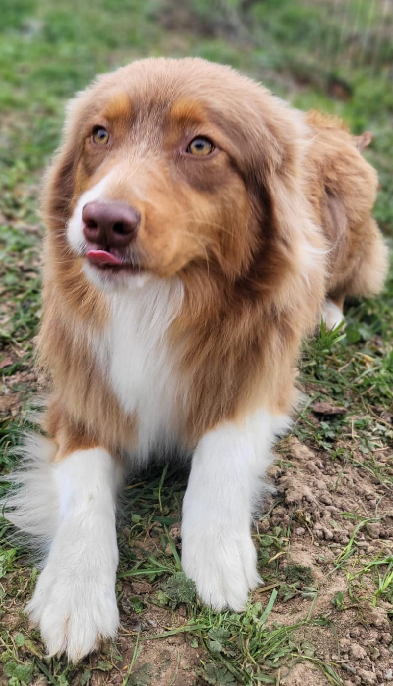 Publication : Pepite De La Chaigne 