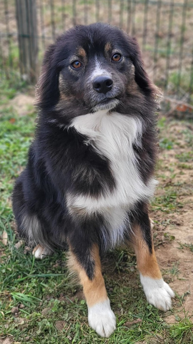 Publication : Pepite De La Chaigne 